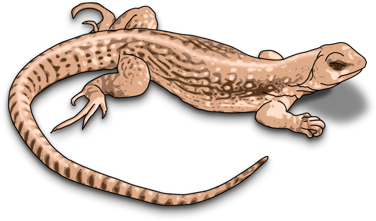 Reptile,Toad,Gecko