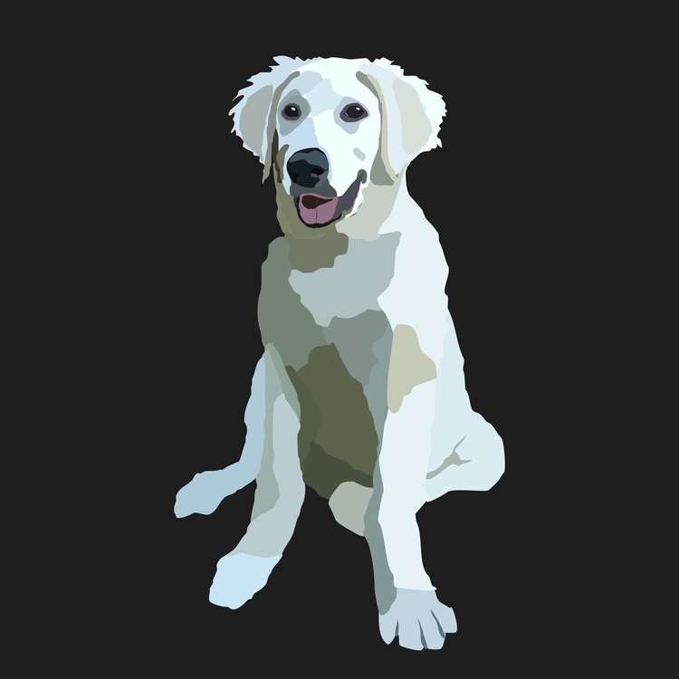 Companion Dog,Carnivoran,Labrador Retriever