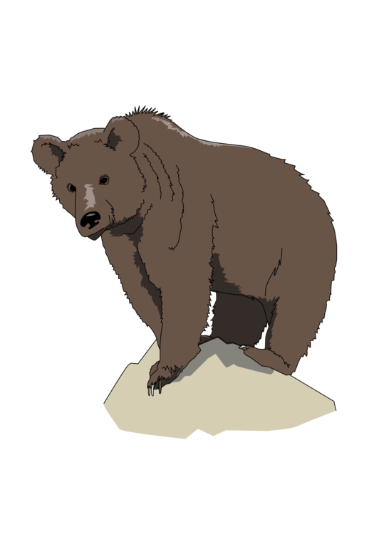Carnivoran,Bear,Terrestrial Animal