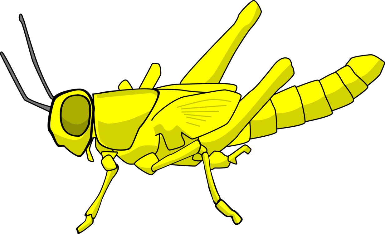 Fly,Line Art,Honey Bee