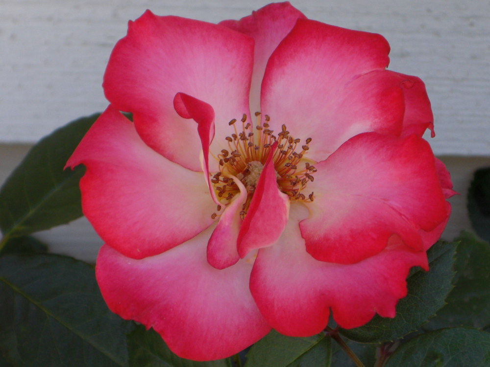 Garden Roses,Petal,Japanese Camellia