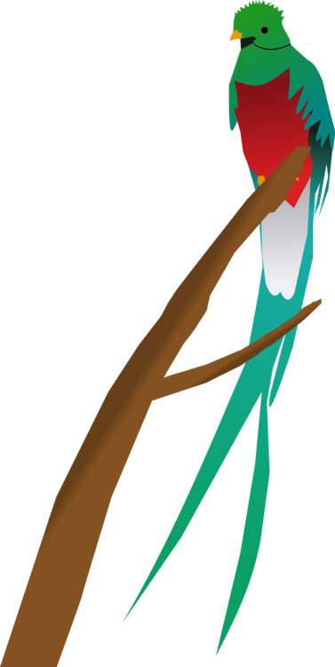 Line,Macaw,Common Pet Parakeet
