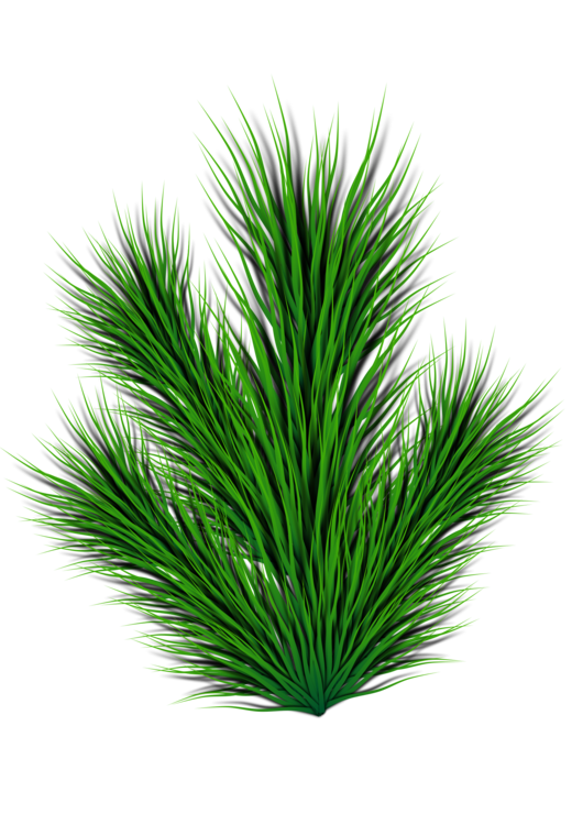 Evergreen,Pine Family,Plant