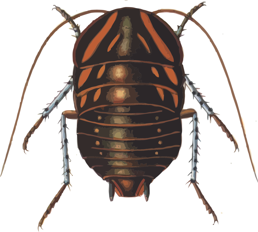 Cockroach,Invertebrate,Arthropod