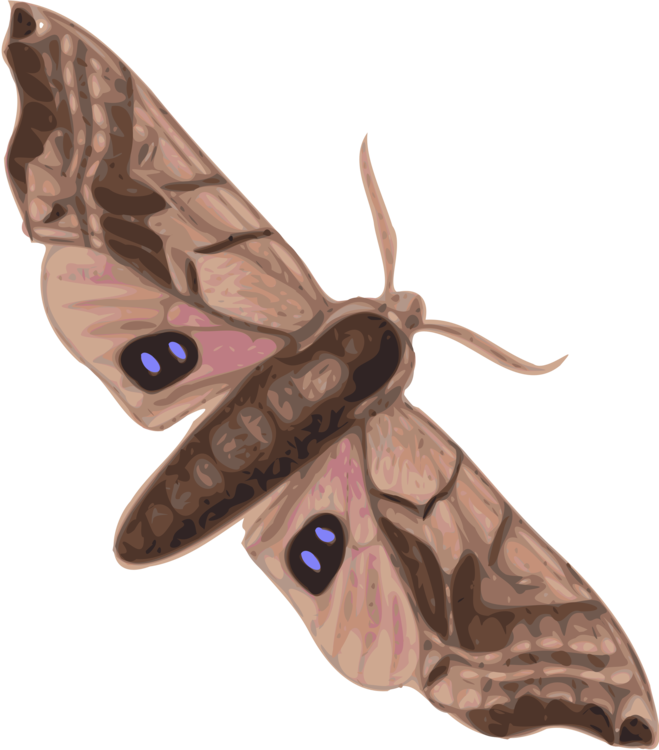 Butterfly,Bombycidae,Moth
