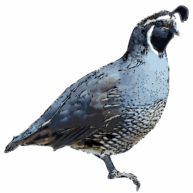Grouse,Bird,Galliformes