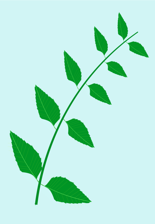 Plant,Flower,Leaf