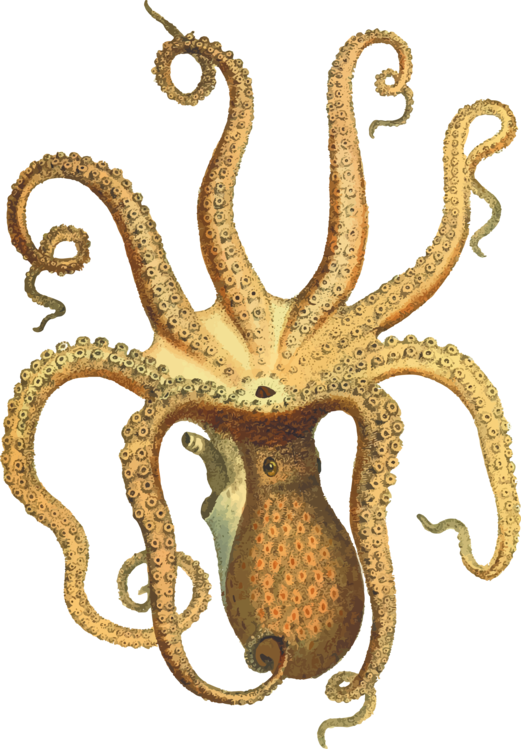 Organism,Octopus,Cephalopod