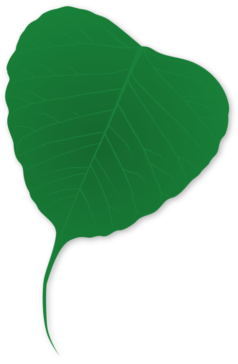 Green,Plant,Leaf