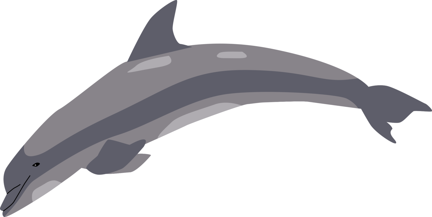 Tucuxi,Wildlife,Short Beaked Common Dolphin