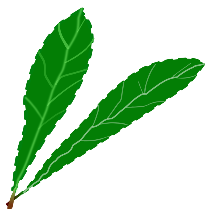Plant,Leaf,Hemp Family