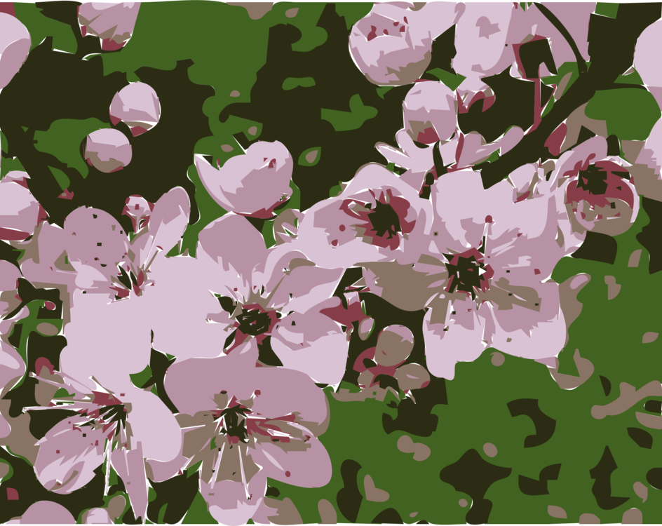 Plum blossom. Китайская вишня блоссом. Плам блоссом цветок. Цветок Prunus serulata Сакура. Слива мэйхуа цветет.