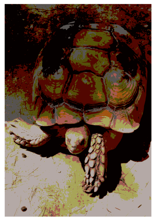 Turtle,Visual Arts,Reptile