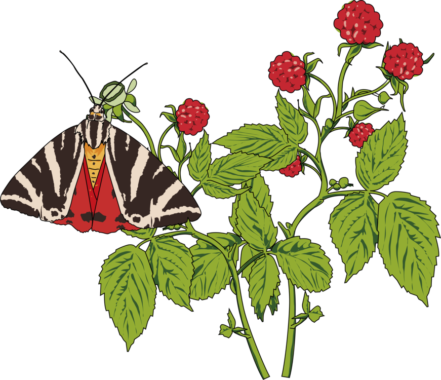 Butterfly,Plant,Flower