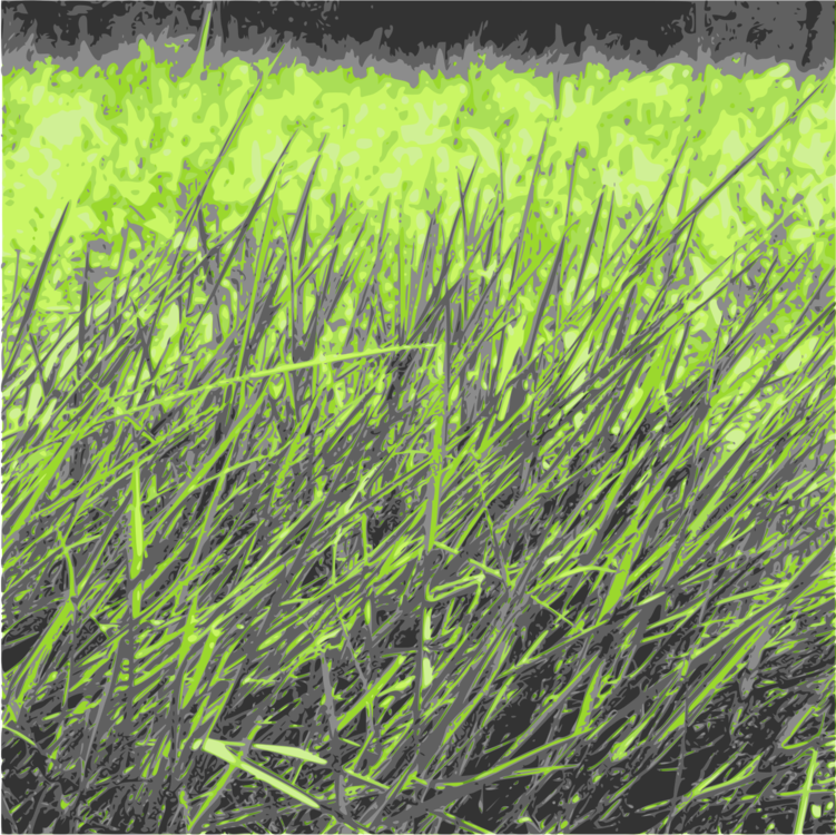 Plant,Horsetail Family,Sweet Grass