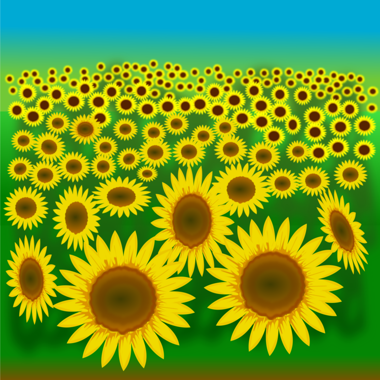 Download Sunflower Seed,Plant,Flower PNG Clipart - Royalty Free SVG ...
