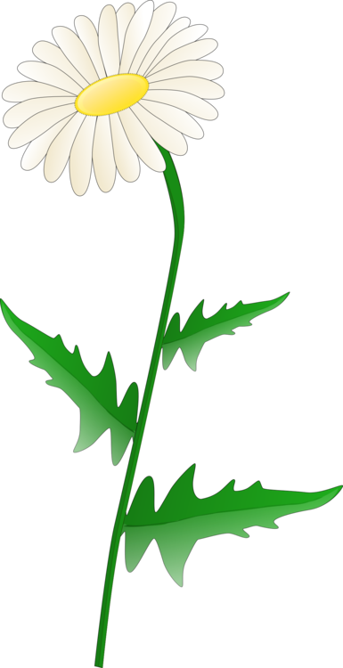 Chrysanths,Plant,Flower