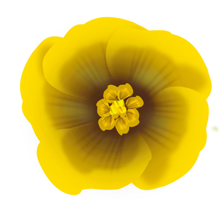 Download Petal Flower Yellow Png Clipart Royalty Free Svg Png