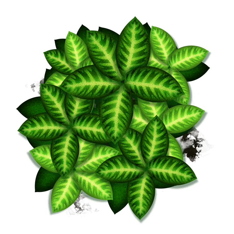 Leaf,Plant,Green