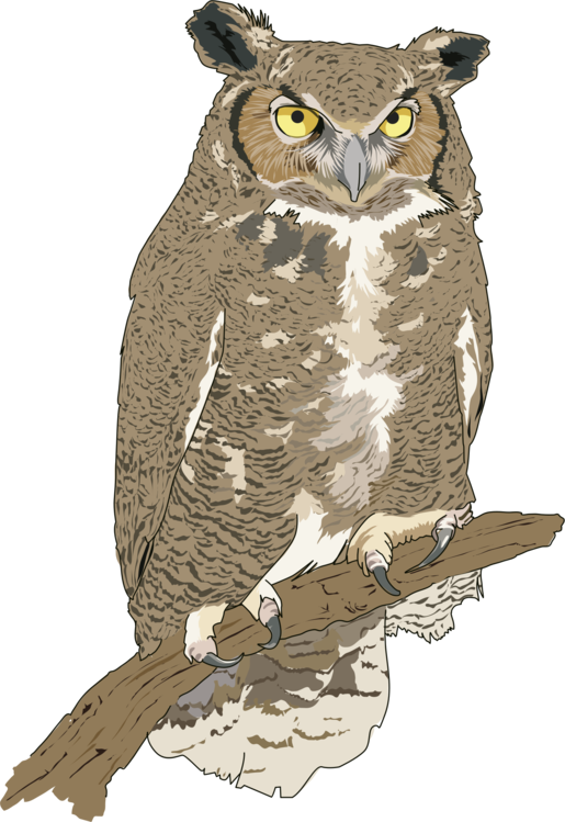 Owl,Bird Of Prey,Beak