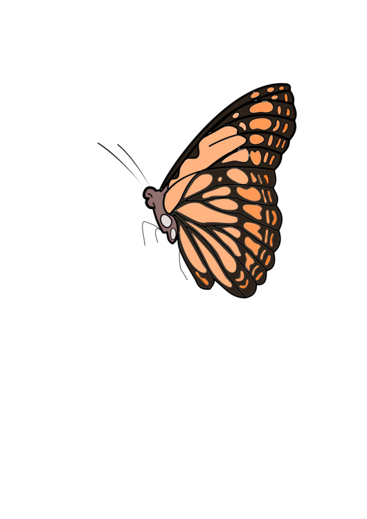 Butterfly,Pollinator,Insect
