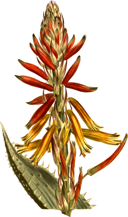 Plant,Flower,Aloe