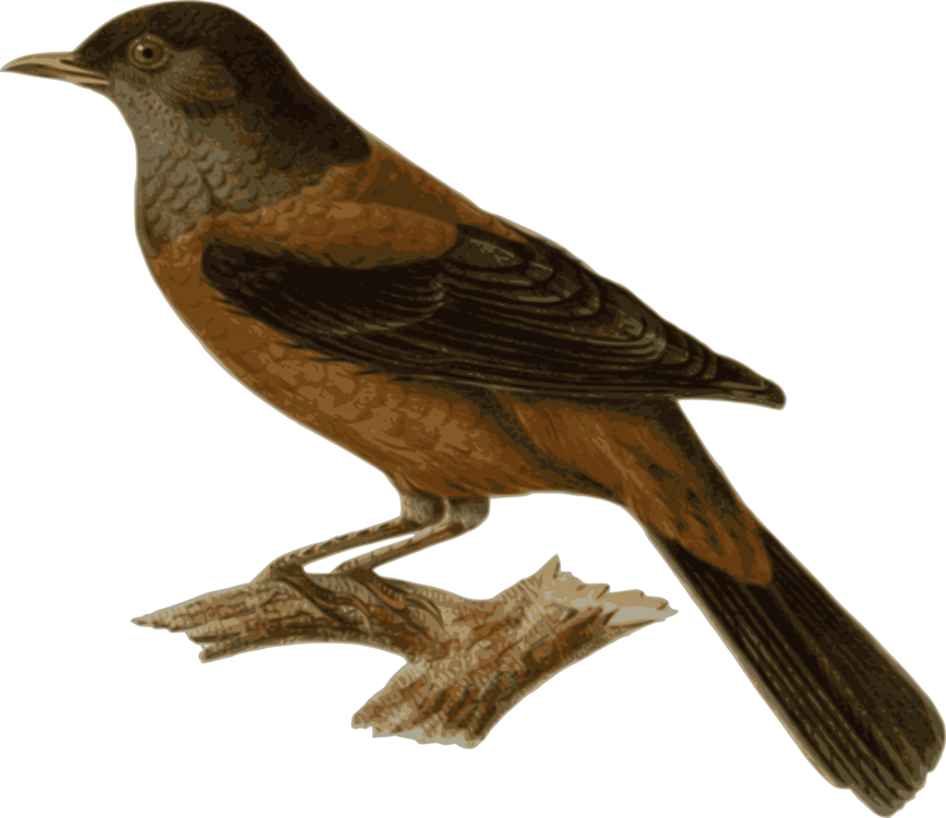 Perching Bird,Wing,Beak