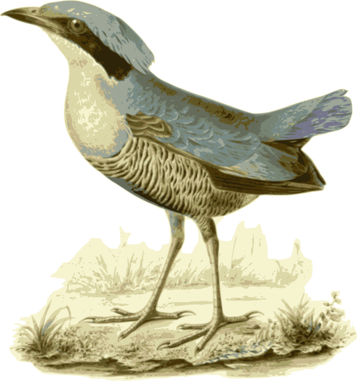 Bird,Galliformes,Beak