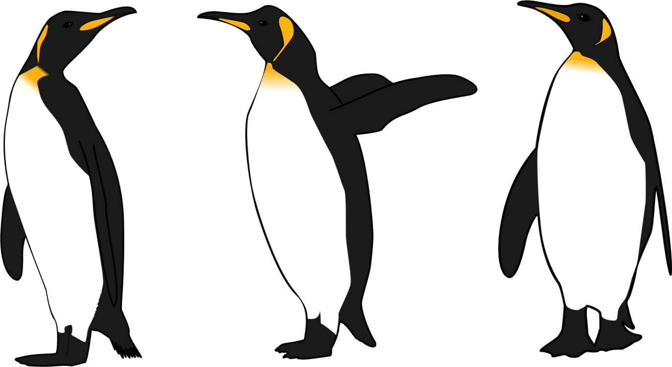 Flightless Bird,King Penguin,Wing