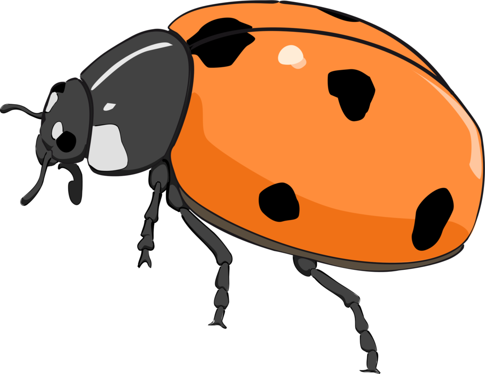 Arthropod,Ladybird,Weevil