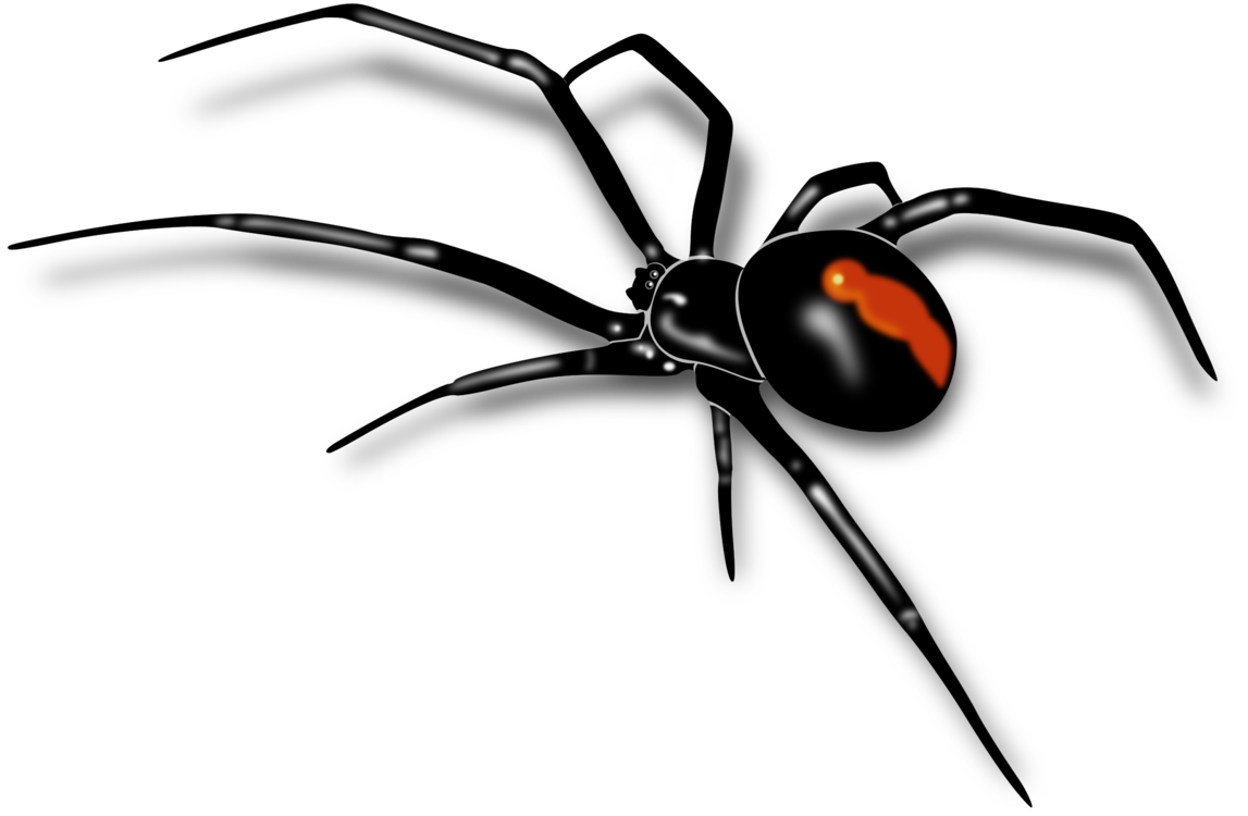 Black Widow,Wing,Spider