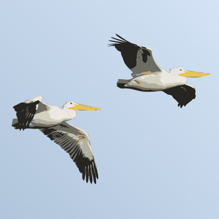 Pelican,Wildlife,Bird Migration