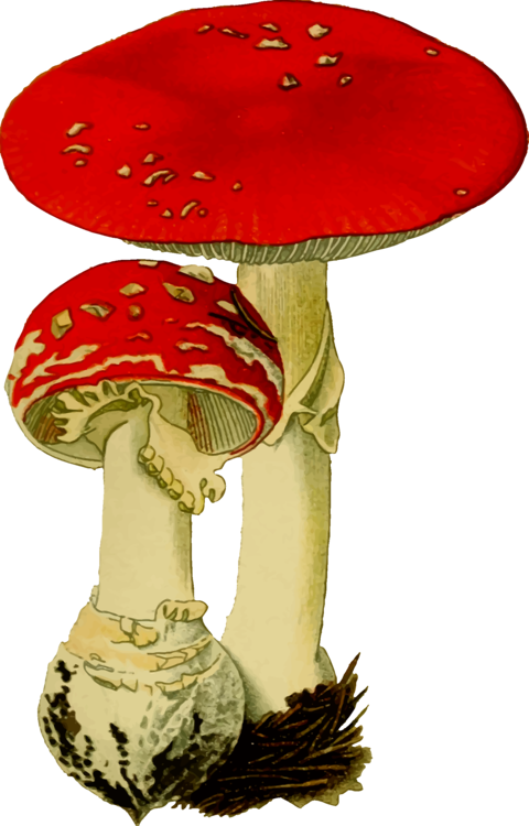 Table,Hat,Mushroom
