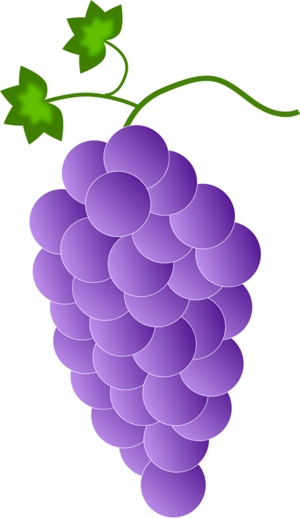 Grape Seed Extract,Plant,Grape