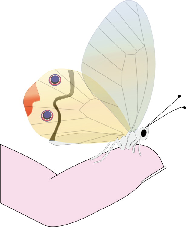Butterfly,Organ,Moth