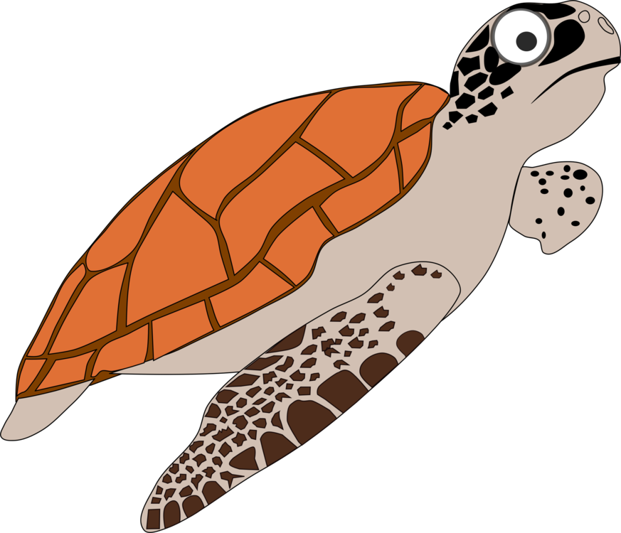 Turtle,Reptile,Sea Turtle
