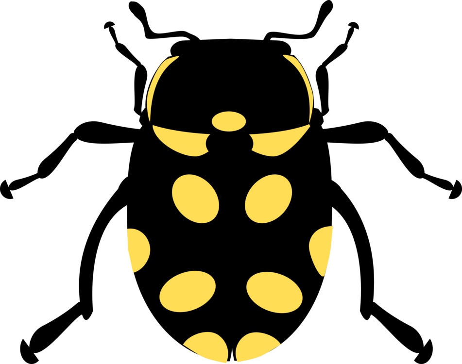 Honey Bee,Ladybird,Beetle