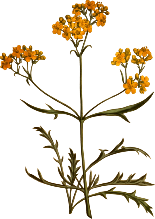 Plant,Flora,Common Tansy