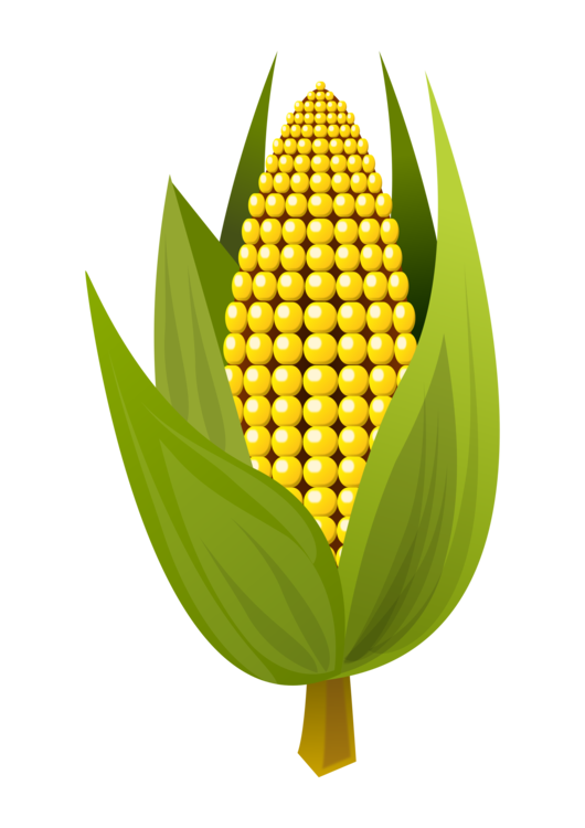 Maize,Fruit,Leaf