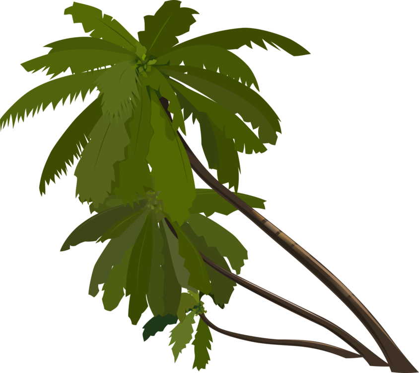 Plant,Leaf,Tree