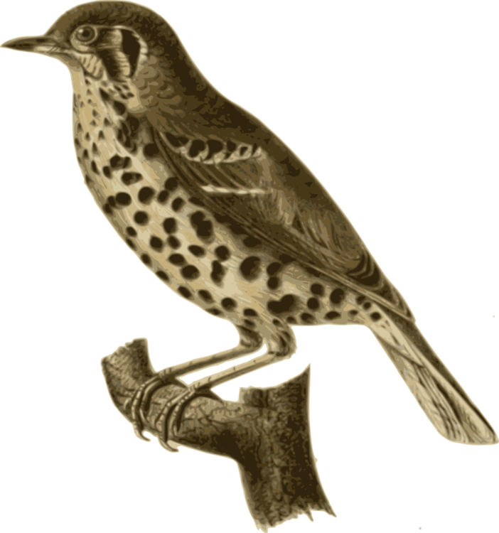 Cuculiformes,Hawk,Beak