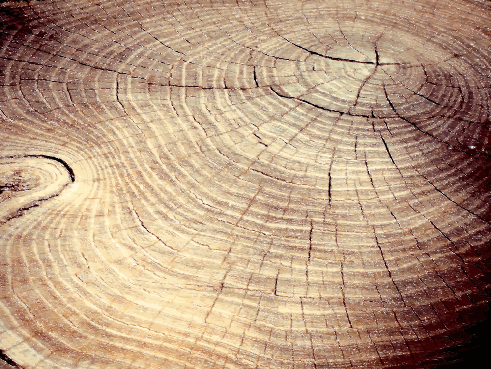 Circle,Wood,Tree