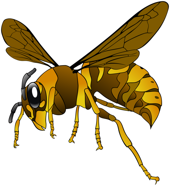 Fly,Honey Bee,Wing