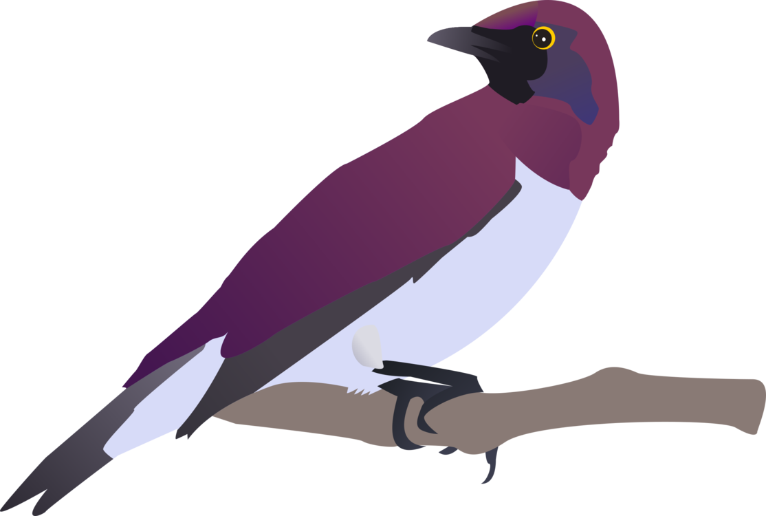 Purple,Crow,Bird
