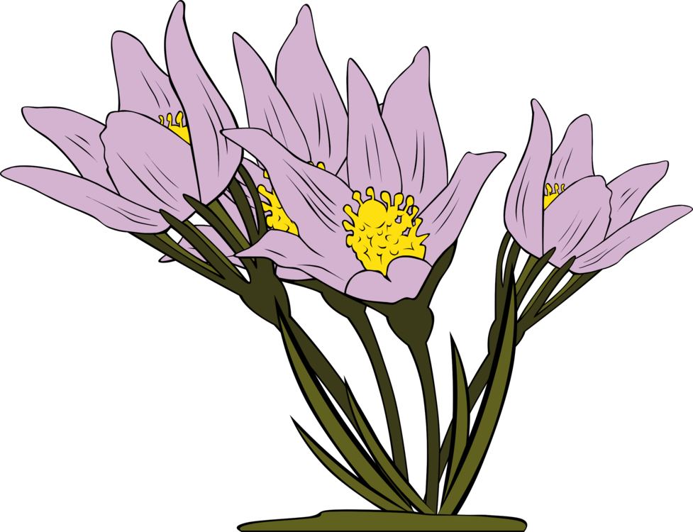 Iris Family,Plant,Flower
