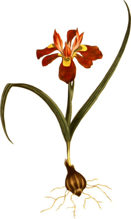 Plant,Flora,Petal