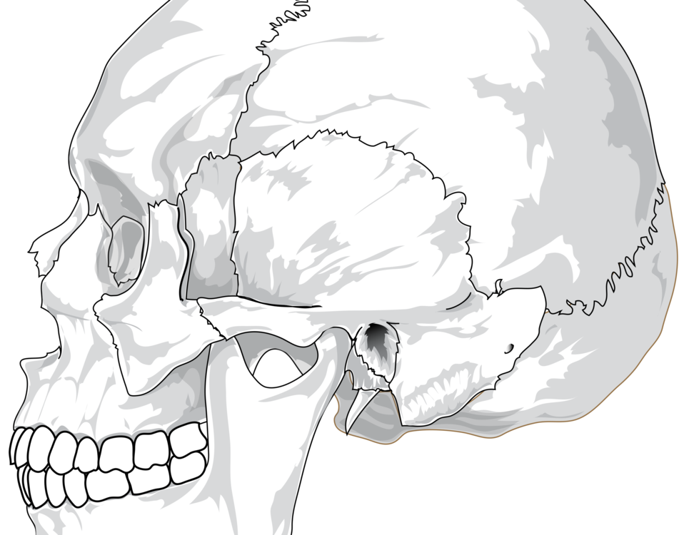 human skeleton head and neck