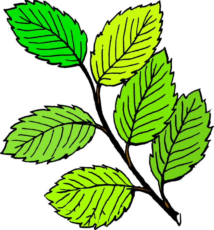 Line Art,Plant,Leaf