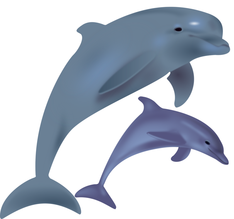Wholphin,Tucuxi,Marine Biology