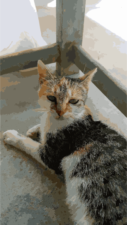 Domestic Short Haired Cat,Fur,Aegean Cat